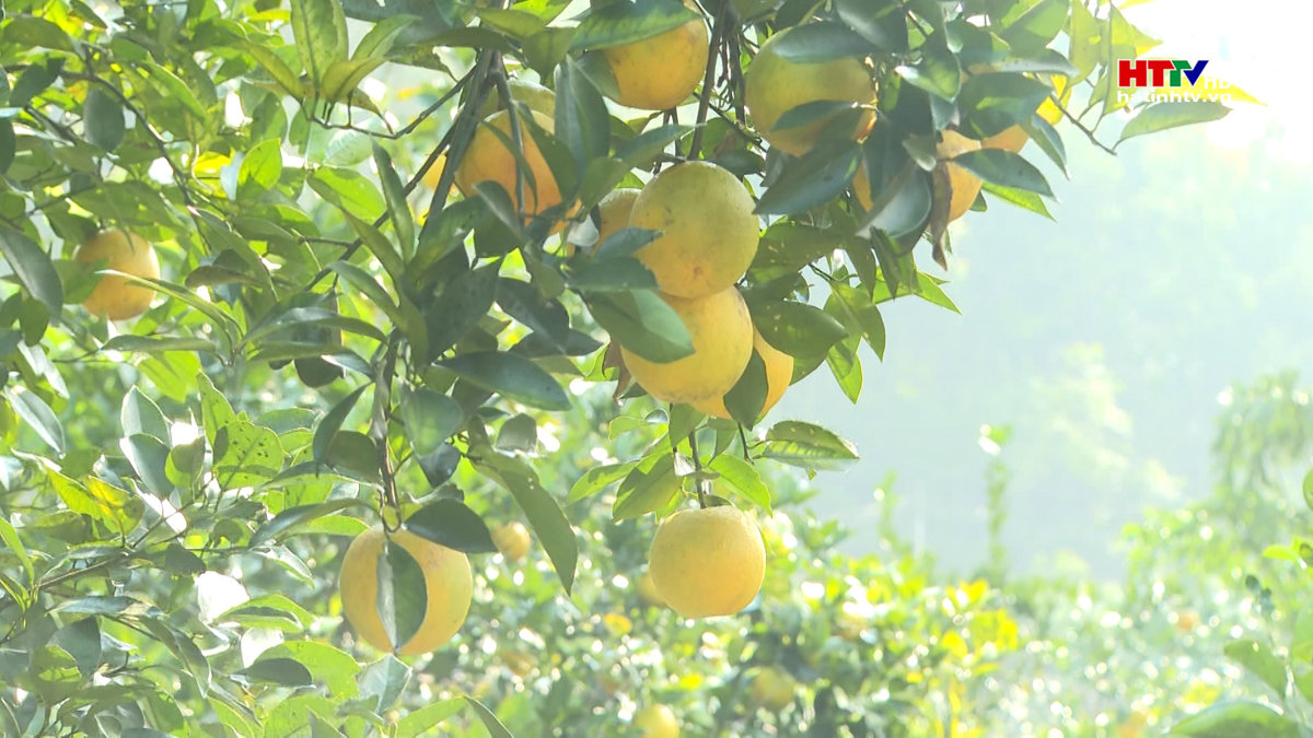 Can Lộc phát triển cam theo hướng hàng hóa bền vững