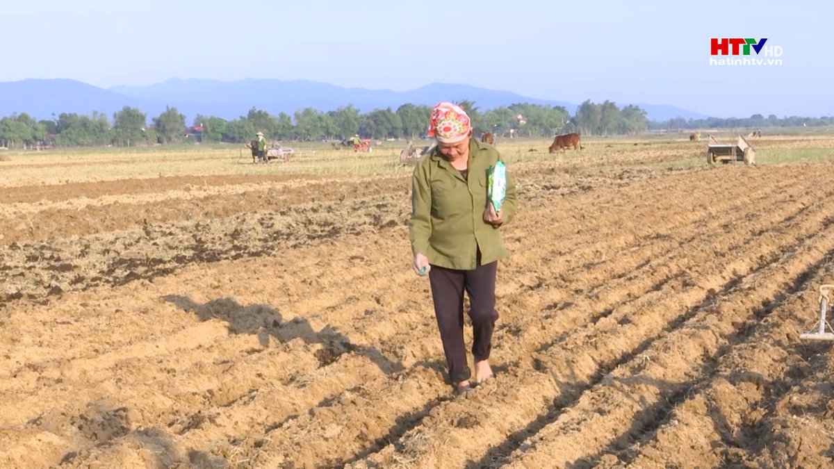 Đức Thọ tập trung khép kín cây trồng cạn hè thu