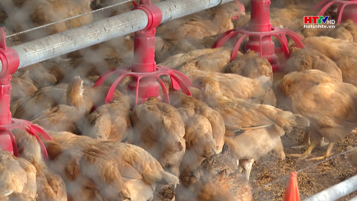 Phát triển gia súc, gia cầm phục vụ Tết