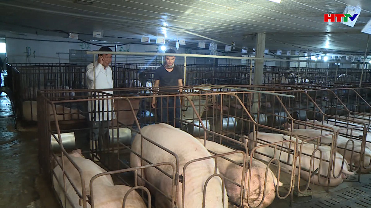 Chăn nuôi lợn theo chuỗi liên kết mang lại hiệu quả cao