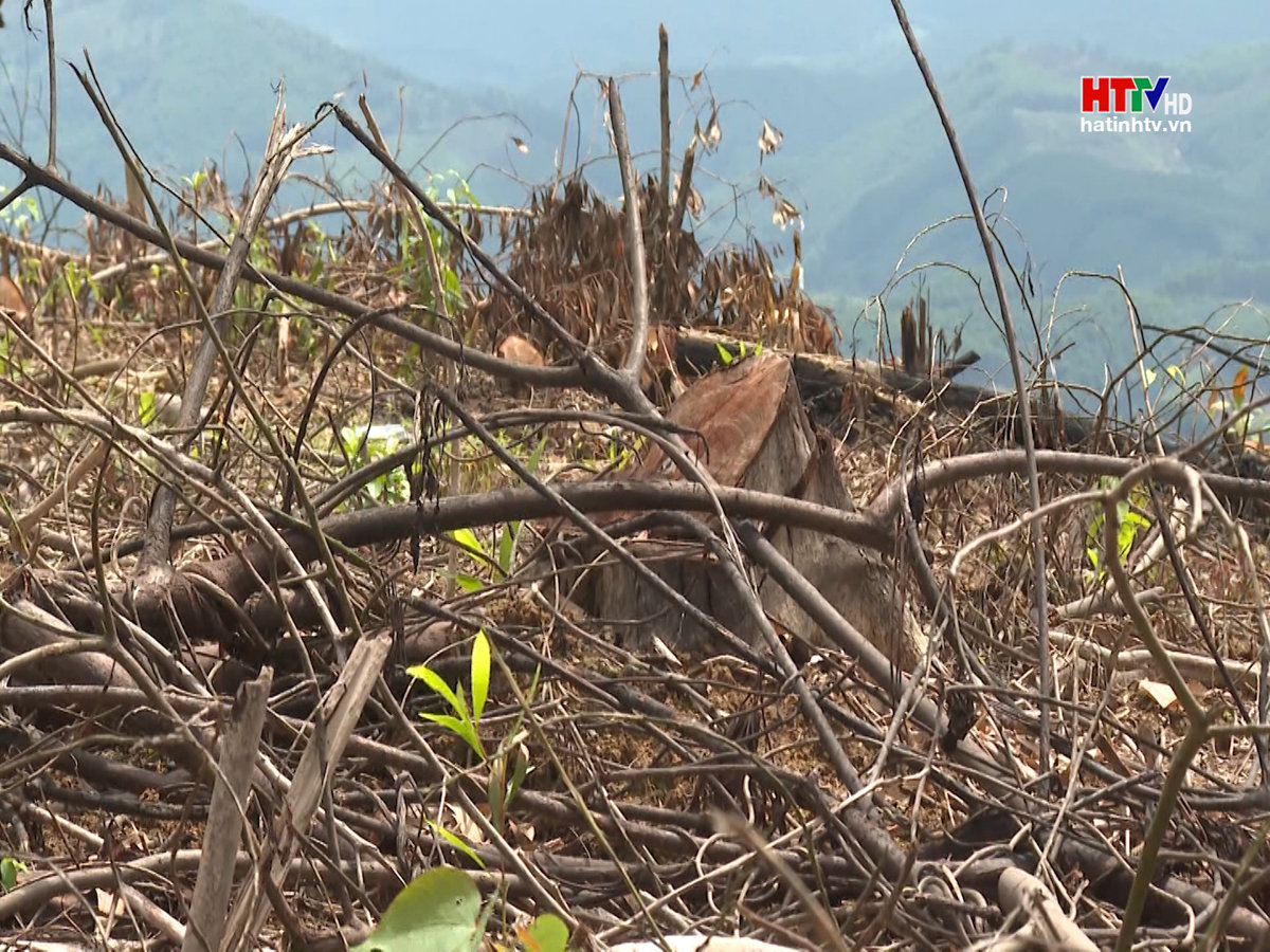 Xử phạt 2 trường hợp chặt phá rừng tại Vũ Quang