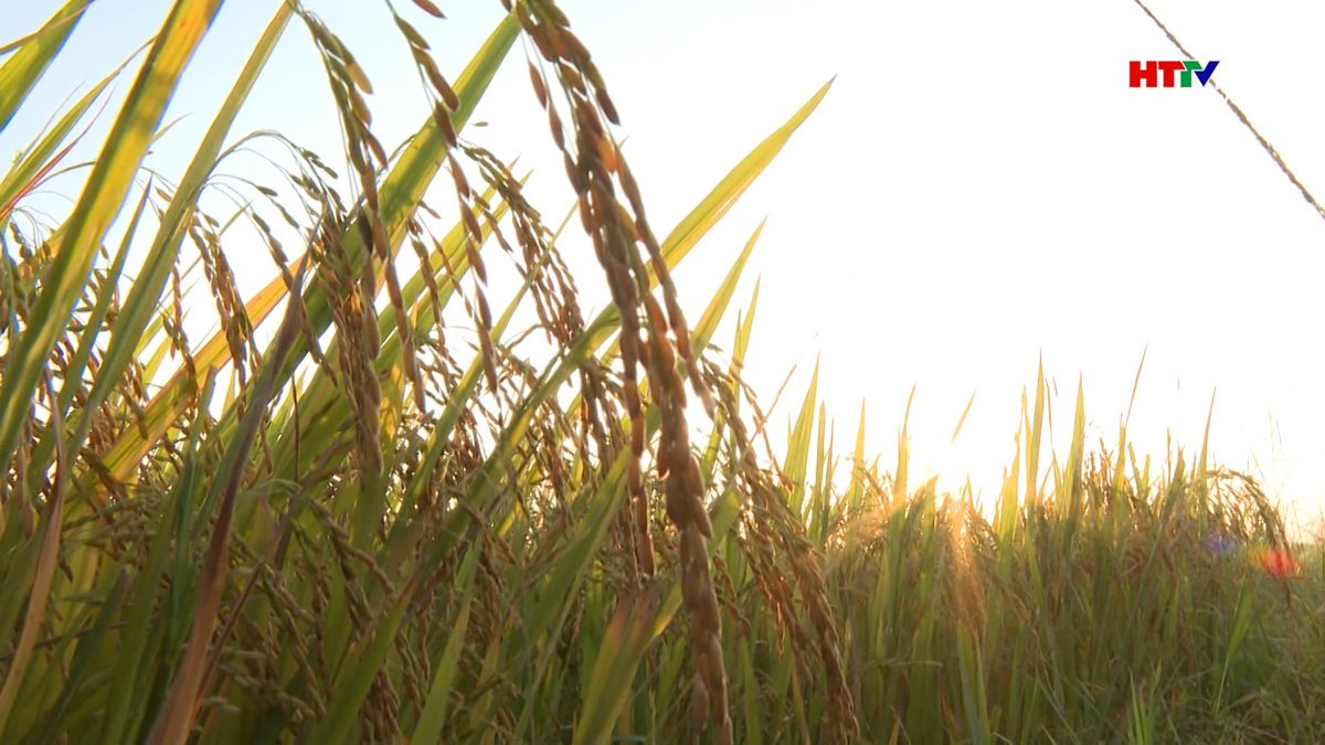 Thủ tướng chỉ thị đảm bảo vững chắc an ninh lương thực