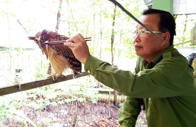 Chim cú cá quý hiếm xuất hiện ở rừng Cà Mau