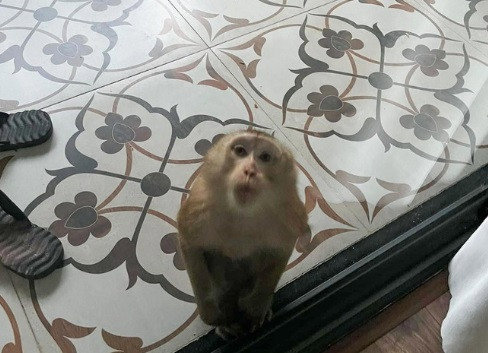 Đà Nẵng: Khỉ vàng di chuyển hơn 10km xuống khu dân cư, phá hoại nhà dân