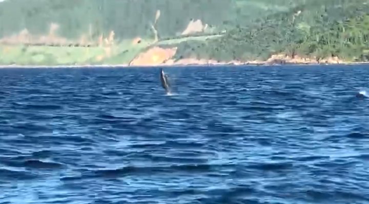Đàn cá heo bơi lội, "diễn xiếc" ở biển Đà Nẵng