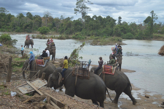 Đàn voi ở Buôn Đôn chính thức dừng cõng khách