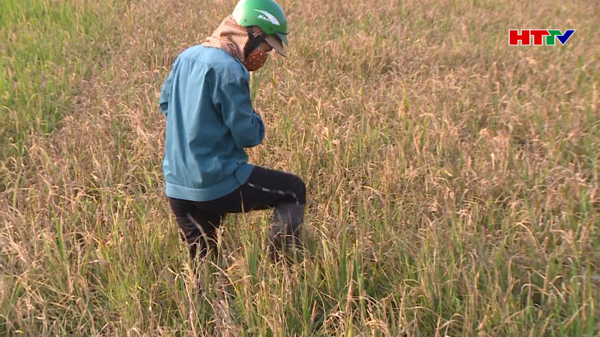 Nhiều diện tích lúa ở Đan Trường bị đạo ôn cổ bông