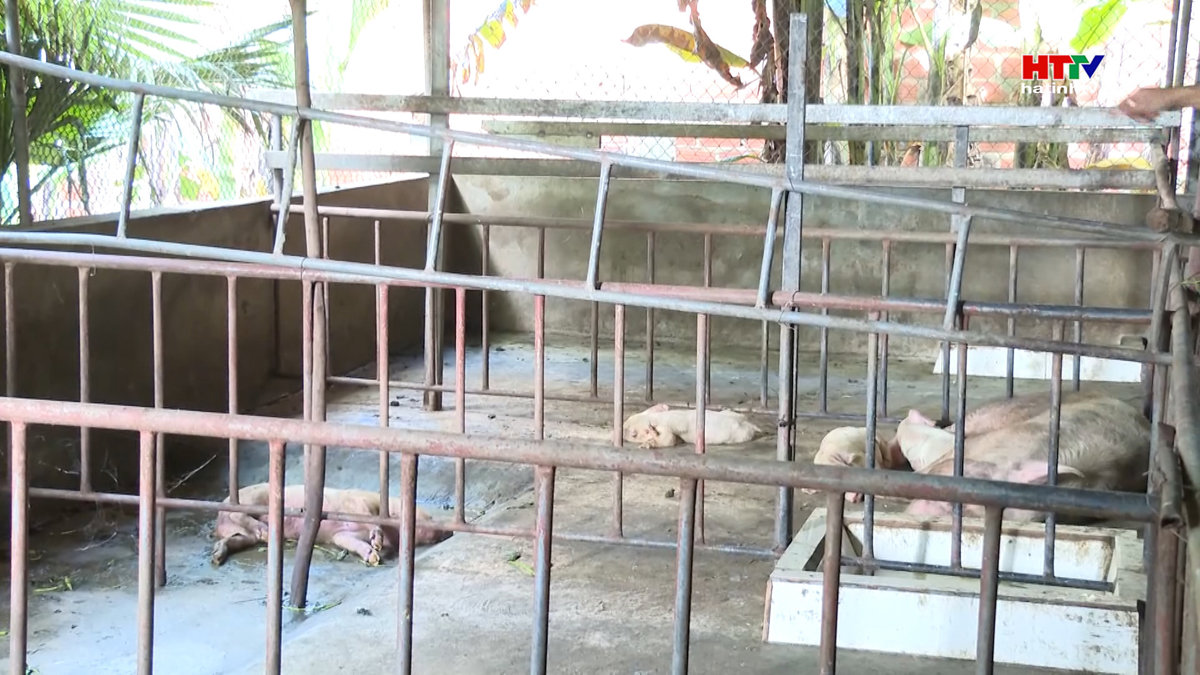 Đã xuất hiện dịch bệnh trên đàn gia súc