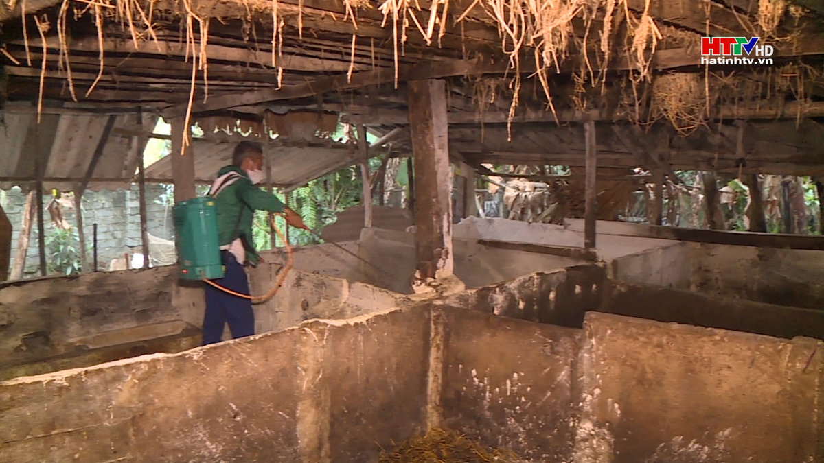 Dịch tả lợn châu Phi xuất hiện tại Thạch Hà