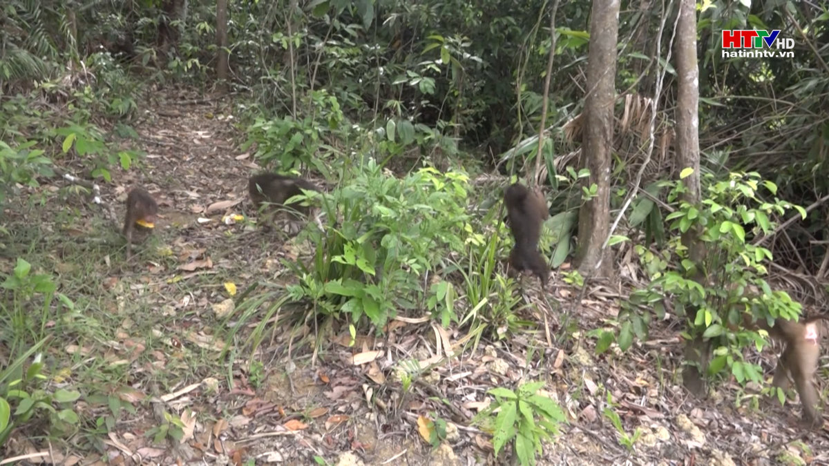 Người dân nâng cao ý thức bảo vệ động vật hoang dã