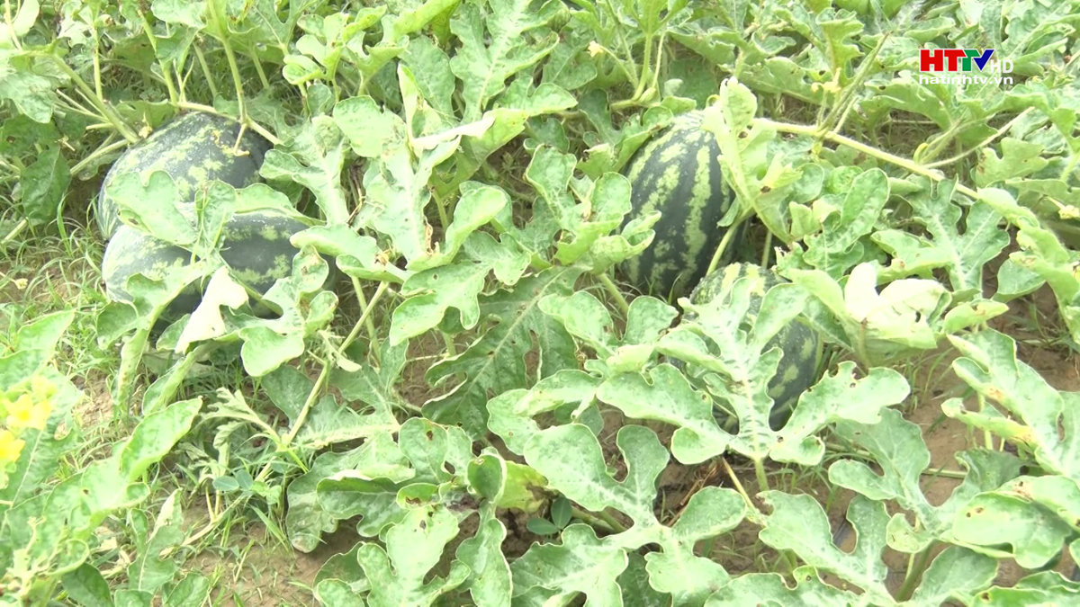 Thị xã Kỳ Anh được mùa dưa hấu