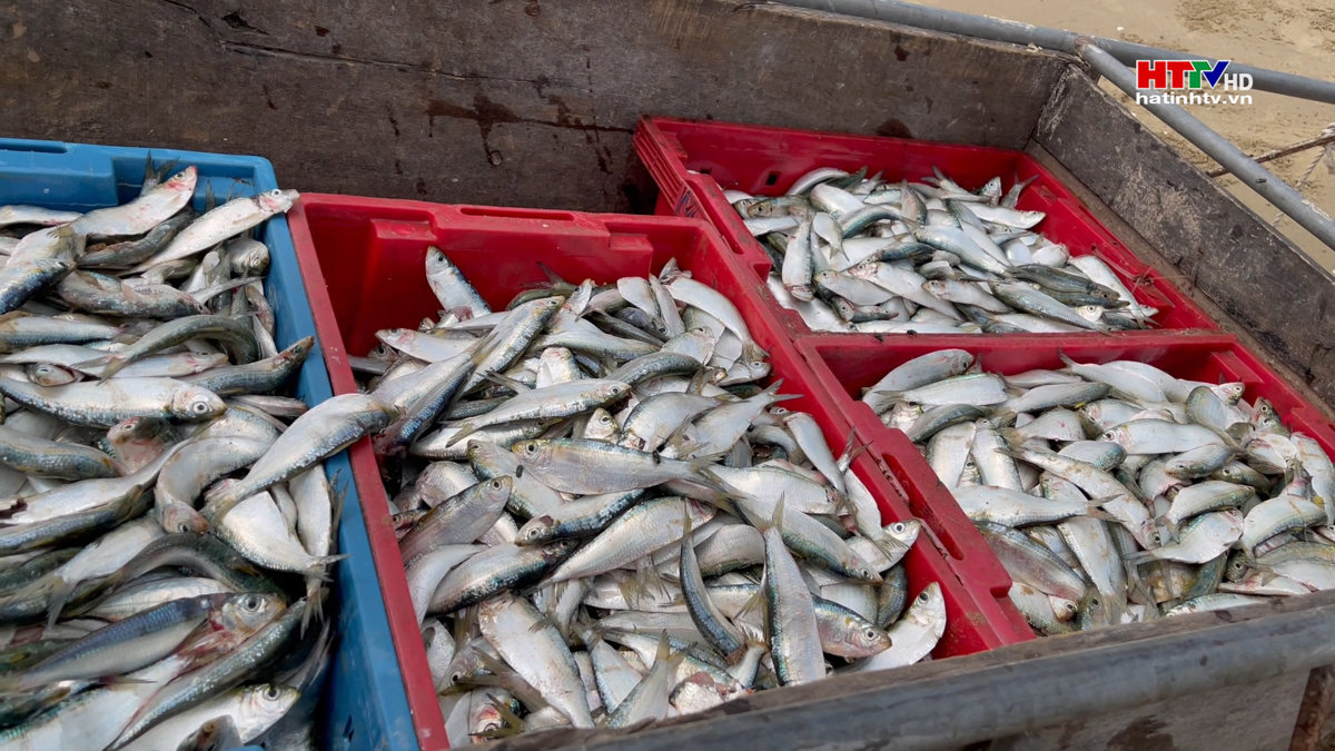 Ngư dân Kỳ Anh được mùa cá trích