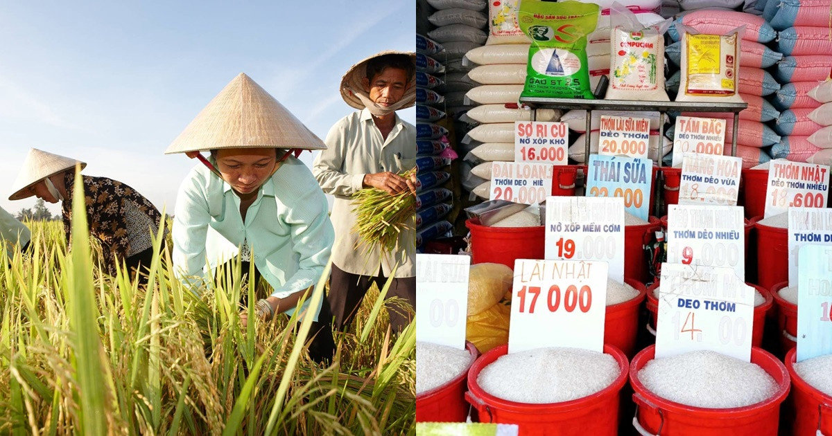 Giá gạo xuất khẩu lập đỉnh, cao nhất trong 15 năm qua