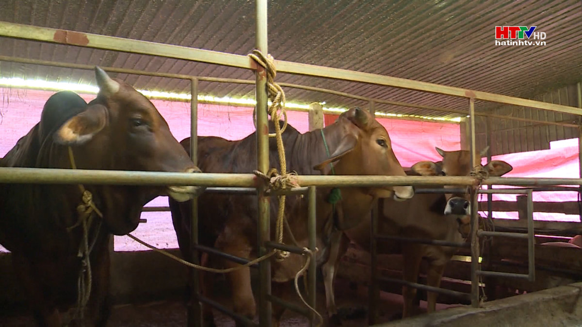 Người chăn nuôi gặp khó do giá gia súc xuống thấp