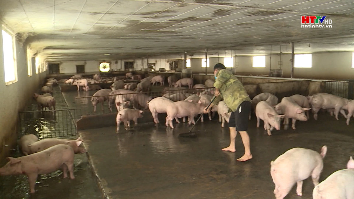 Giá lợn hơi xuống thấp, người chăn nuôi lao đao