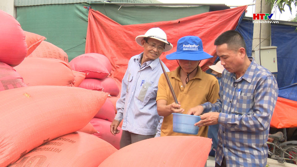 Giá lúa Hè Thu tại chân ruộng tăng gần 20%