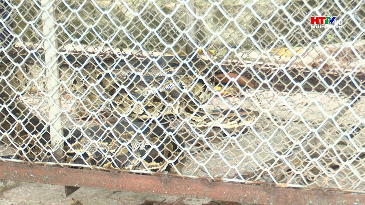 Người dân giao nộp động vật hoang dã