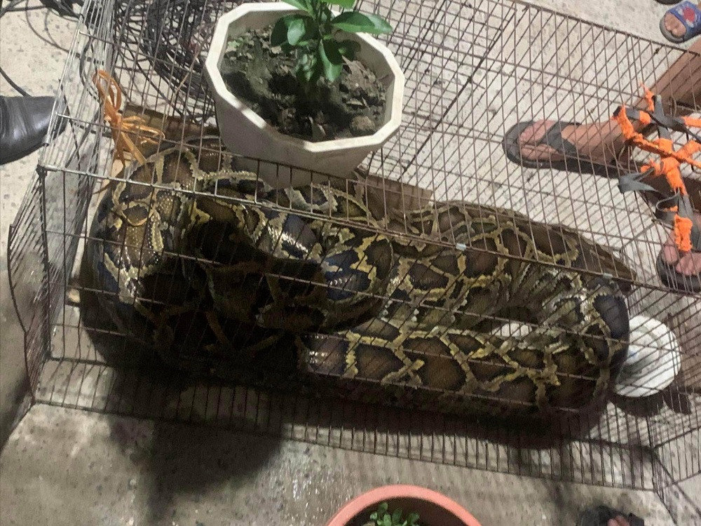 Trăn "khủng" quý hiếm xuất hiện tại Hộ Độ