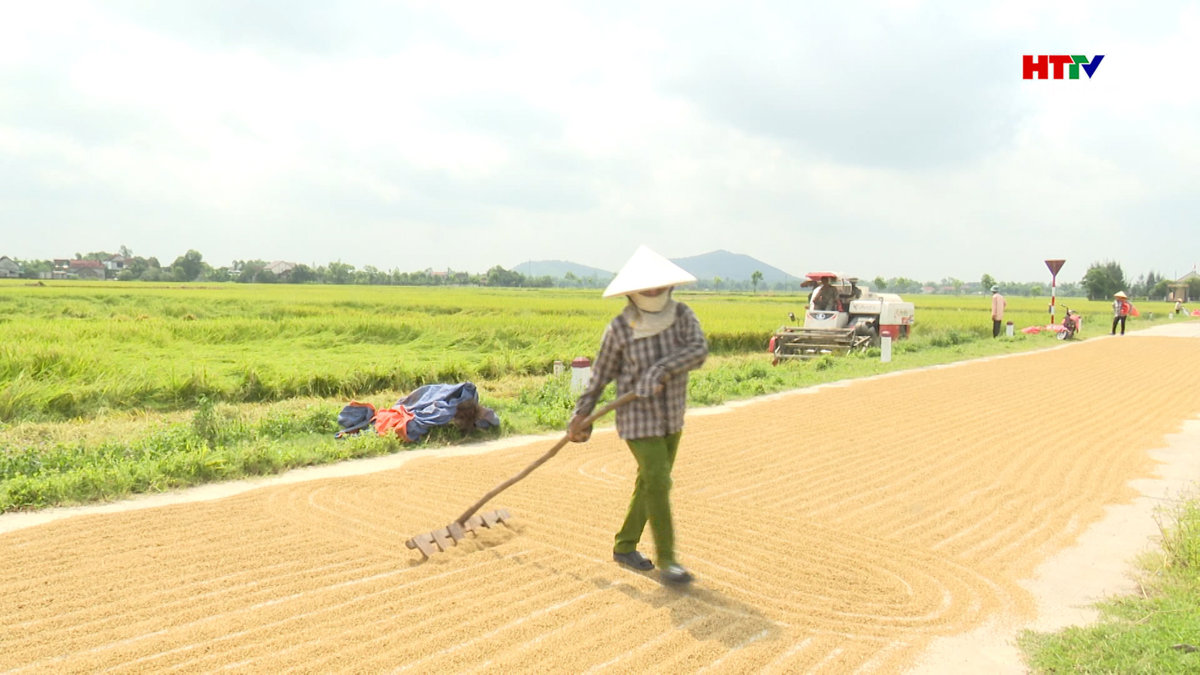 Hà Tĩnh cơ bản hoàn thành thu hoạch vụ Xuân