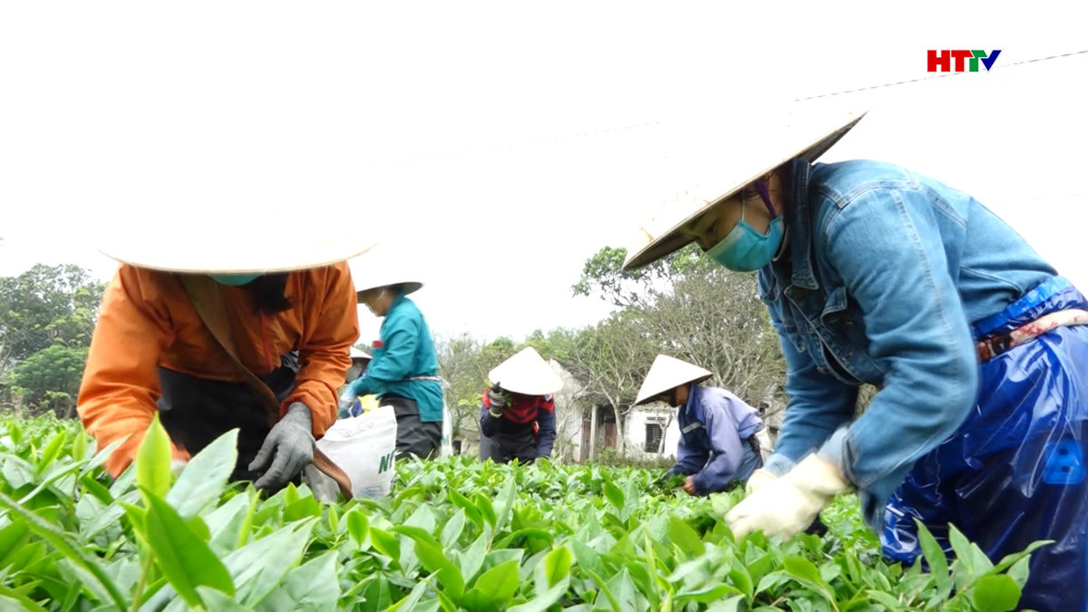 Niềm vui hái lộc đầu năm của người trồng chè Kỳ Anh