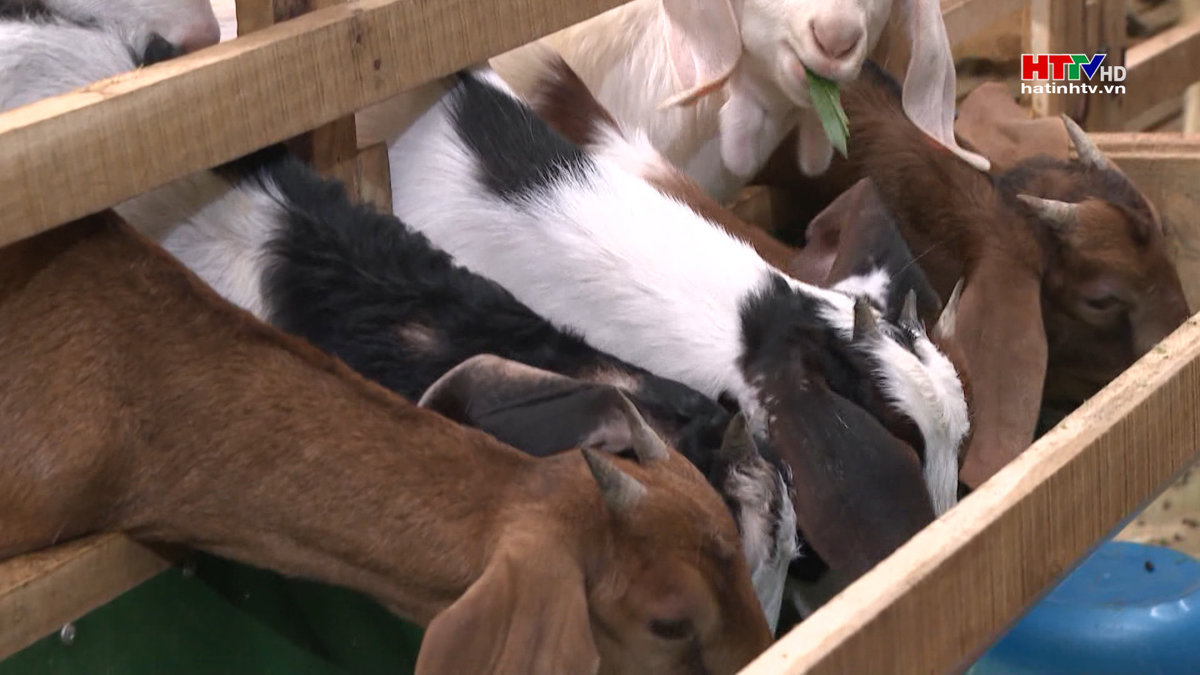 Hương Sơn đẩy mạnh chăn nuôi dê theo hướng hàng hóa