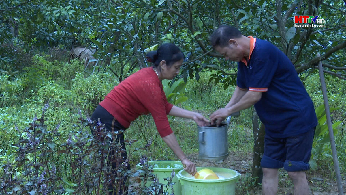 Hương Khê khắc phục cây ăn quả bị ngập lụt