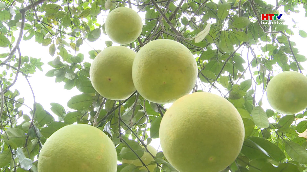 Hương Khê thu 590 tỷ đồng từ bưởi Phúc Trạch