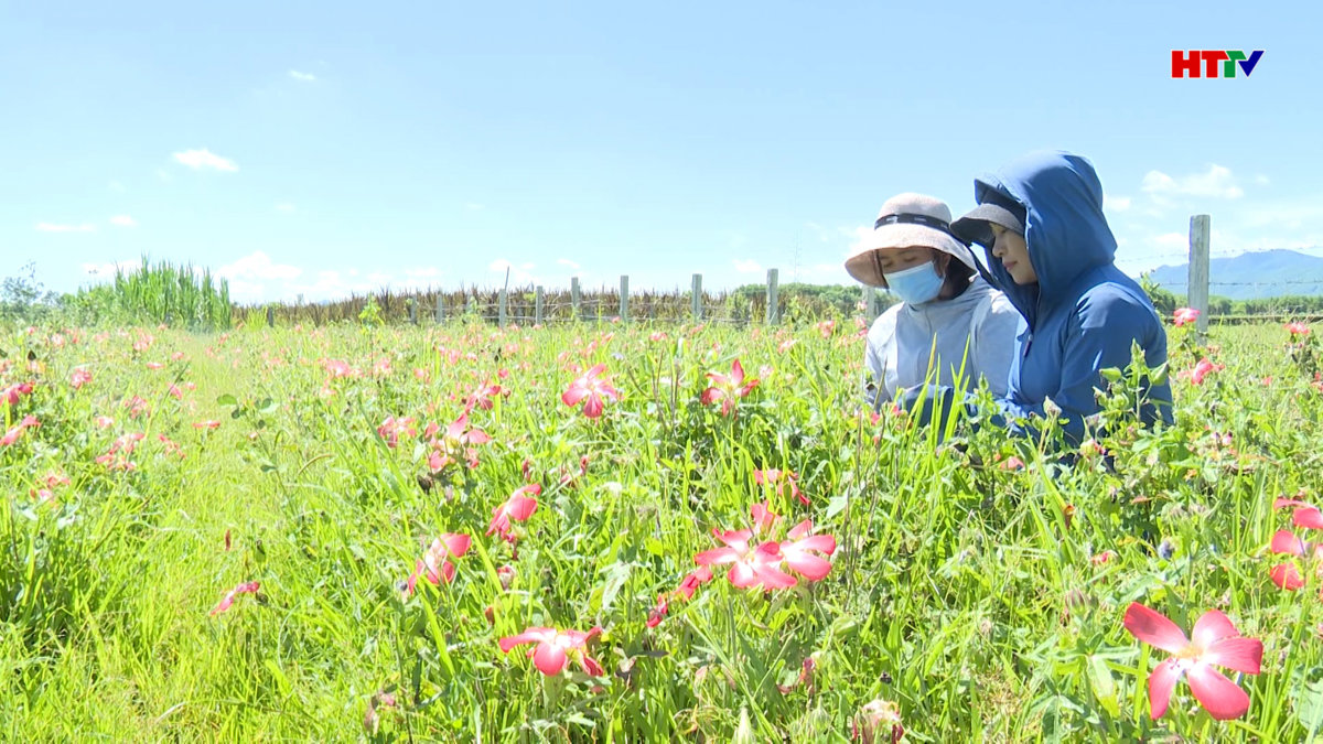 Hương Khê phát triển cây dược liệu