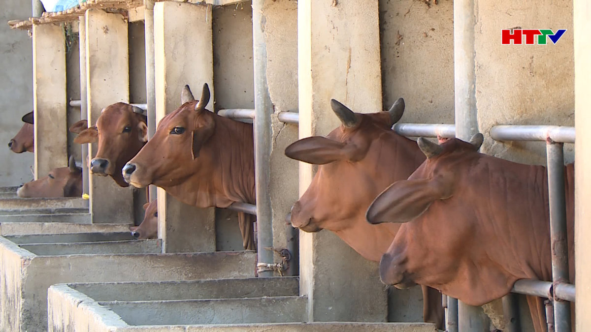 Kế hoạch phát triển chăn nuôi từ 2022 - 2030