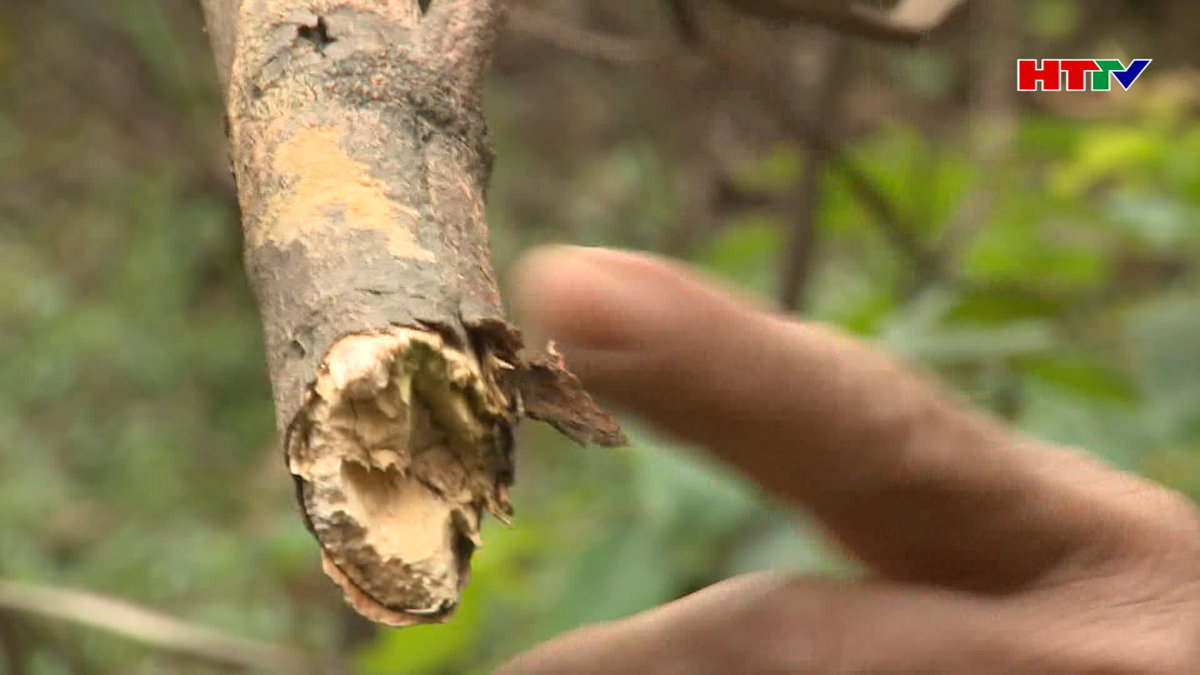 Thị xã Kỳ Anh: Keo chết hàng loạt