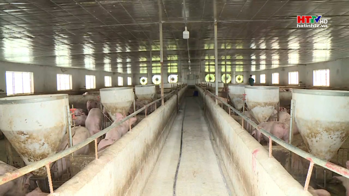 66% trang trại ở Hà Tĩnh thiếu chứng nhận đủ điều kiện chăn nuôi