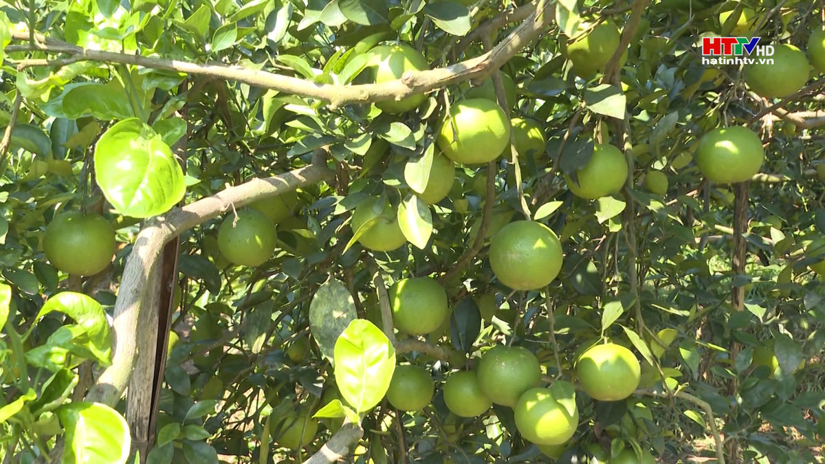 Vũ Quang có gần 2.000 mô hình kinh tế thu nhập trên 100 triệu đồng