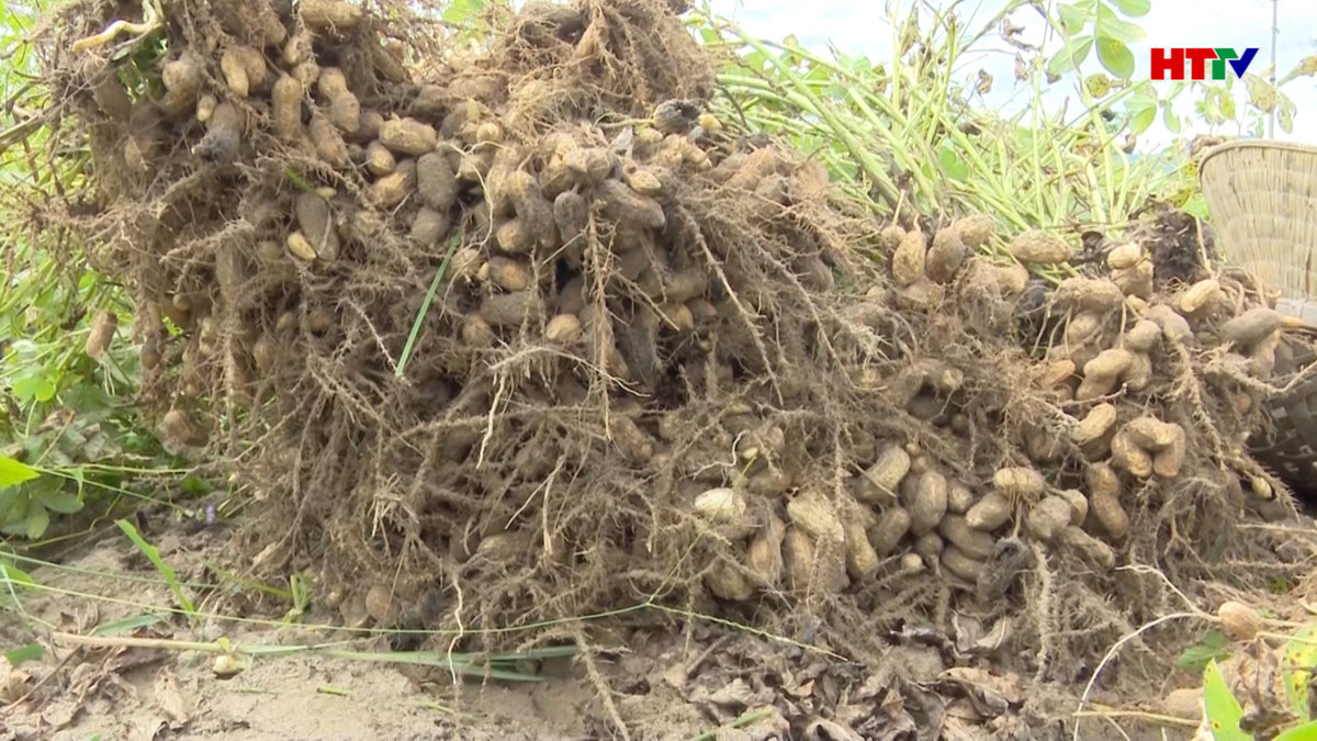 Năng suất lạc ở Nghi Xuân giảm mạnh