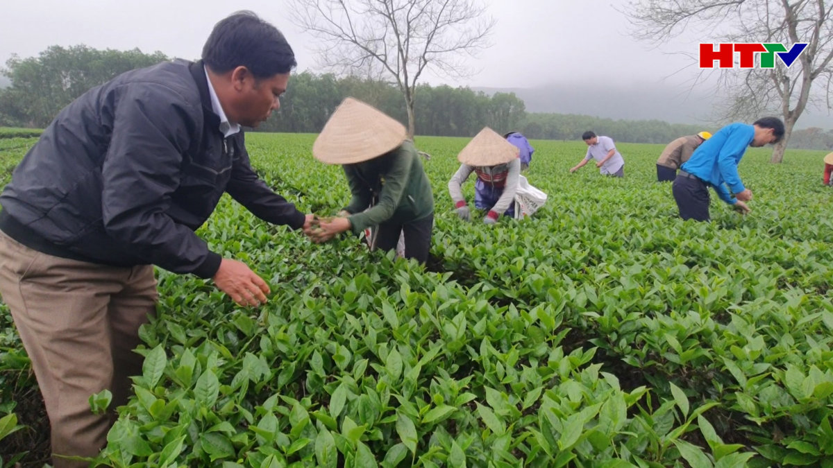 Niềm vui hái lộc đầu năm của người trồng chè Kỳ Anh