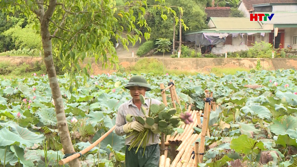 Sen, cây trồng mới ở vùng trũng Đức Lĩnh