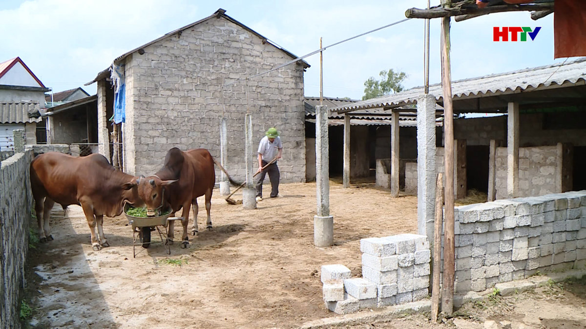      Hiệu quả từ chăn nuôi bò nhốt