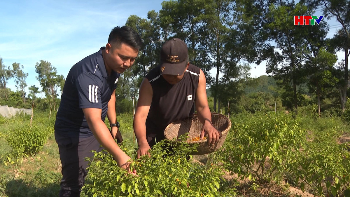 Thạch Xuân nhân giống thành công ớt Peru