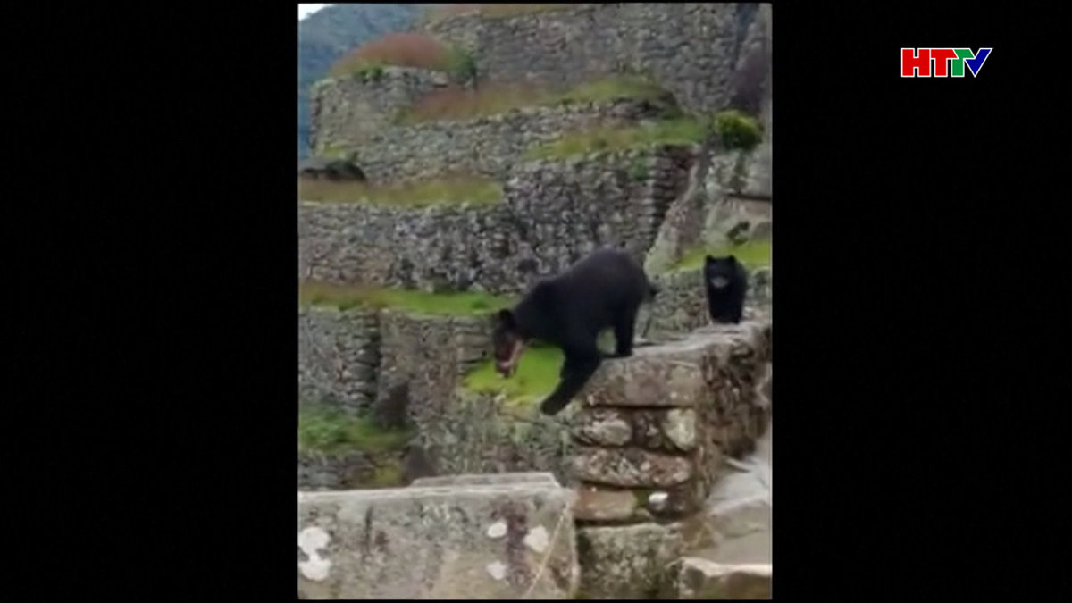 Gấu quý hiếm xuất hiện trở lại ở thành cổ Machu Picchu