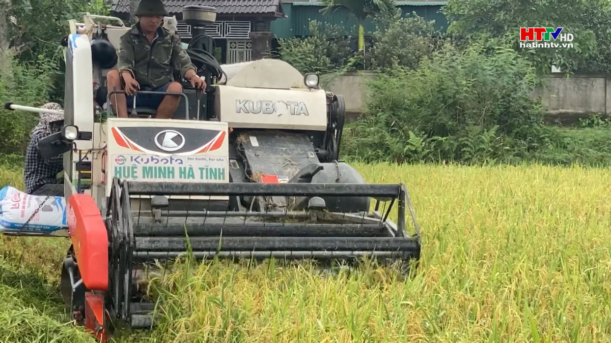 Lúa cạn trên đất màu ở Hương Khê đạt năng suất cao