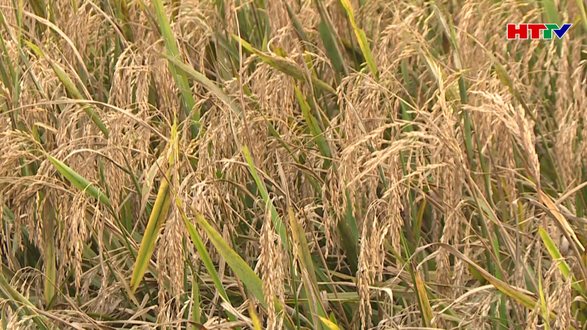 Nhiều diện tích lúa Xuân giảm năng suất