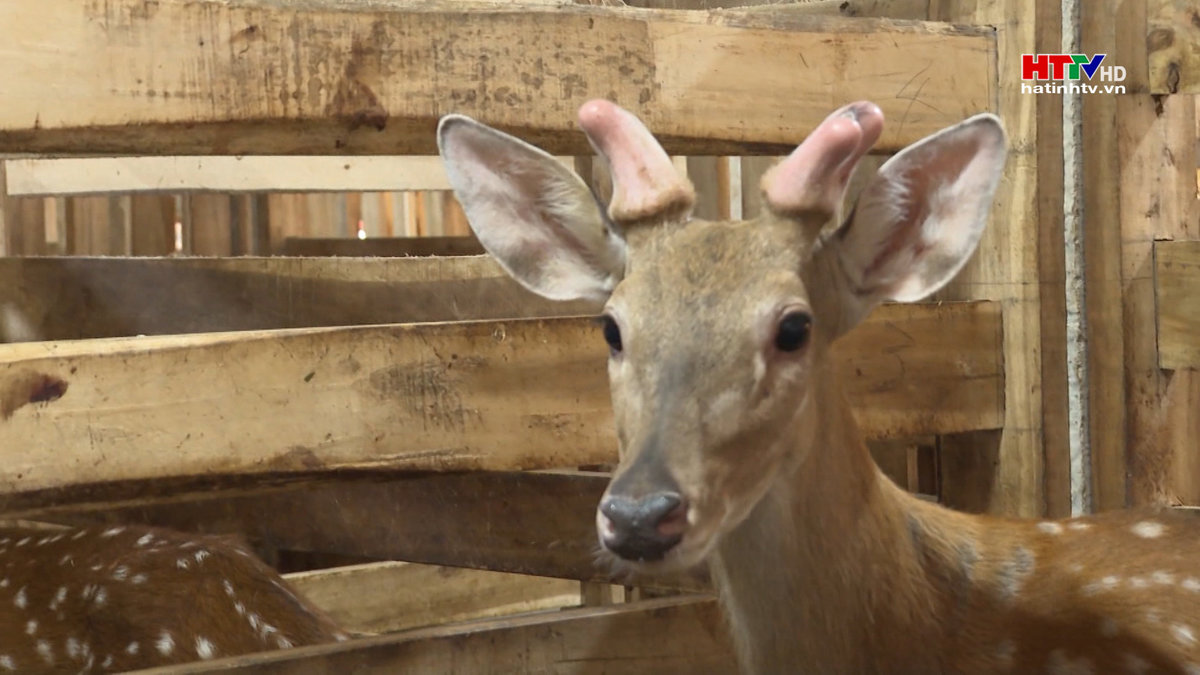 Nâng tầm sản phẩm từ chỉ dẫn địa lý