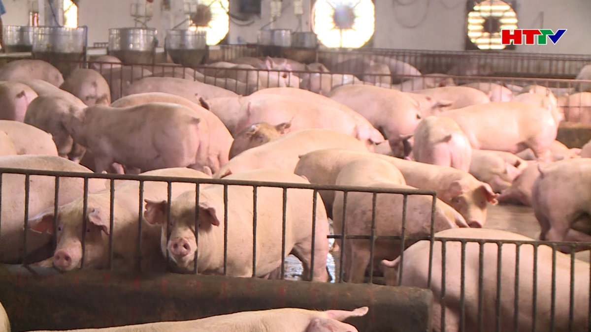 Nâng tỷ trọng ngành chăn nuôi trong kinh tế nông nghiệp