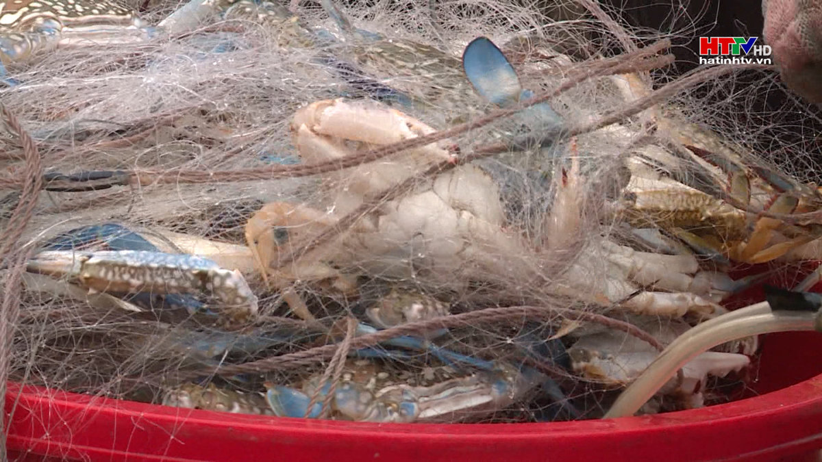 Ngư dân thu nhập khá những ngày cuối năm