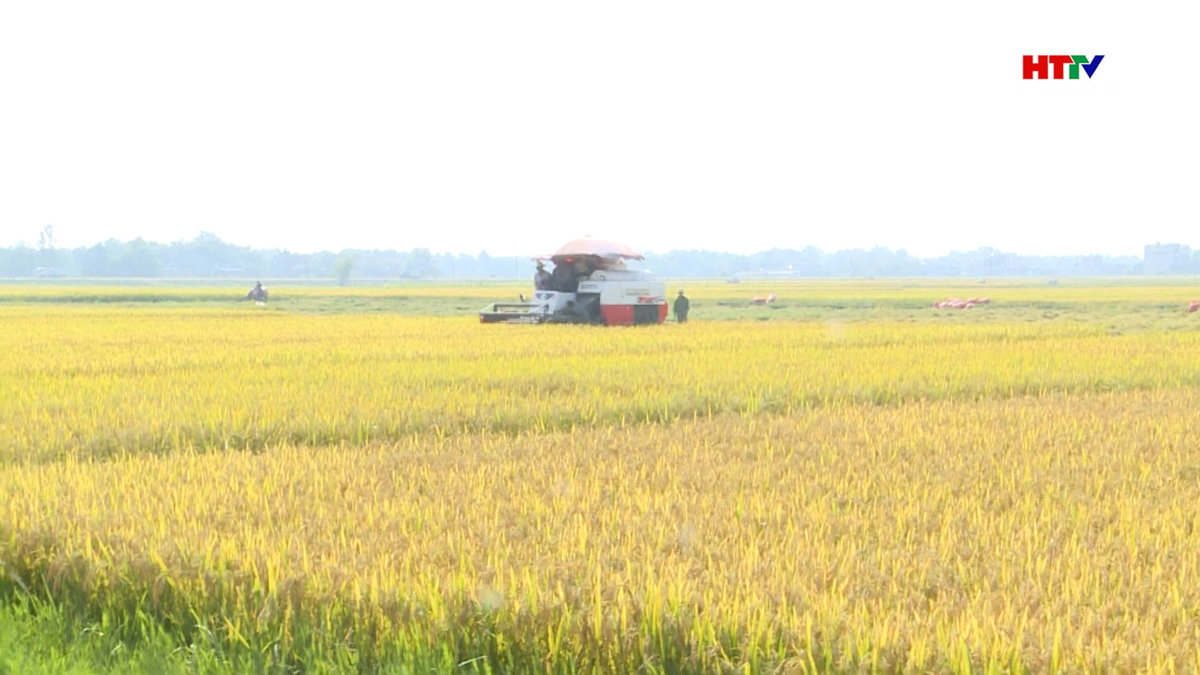 Nhiều diện tích lúa thu hoạch chậm