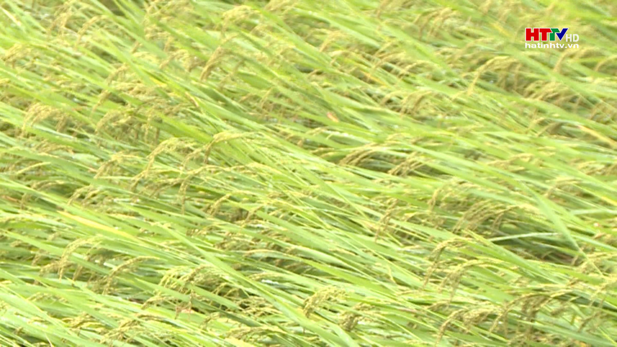 Hơn 1.400 ha lúa Xuân đổ ngã do mưa dông, gió giật
