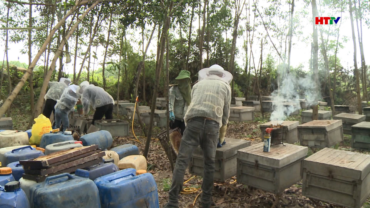 Nuôi ong trong rừng liệu có an toàn?