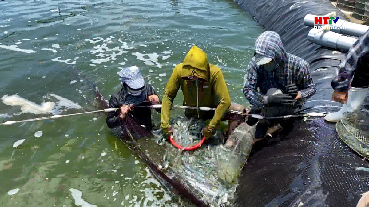 Hà Tĩnh có 40 cơ sở nuôi nuôi tôm trong ao nổi có mái che