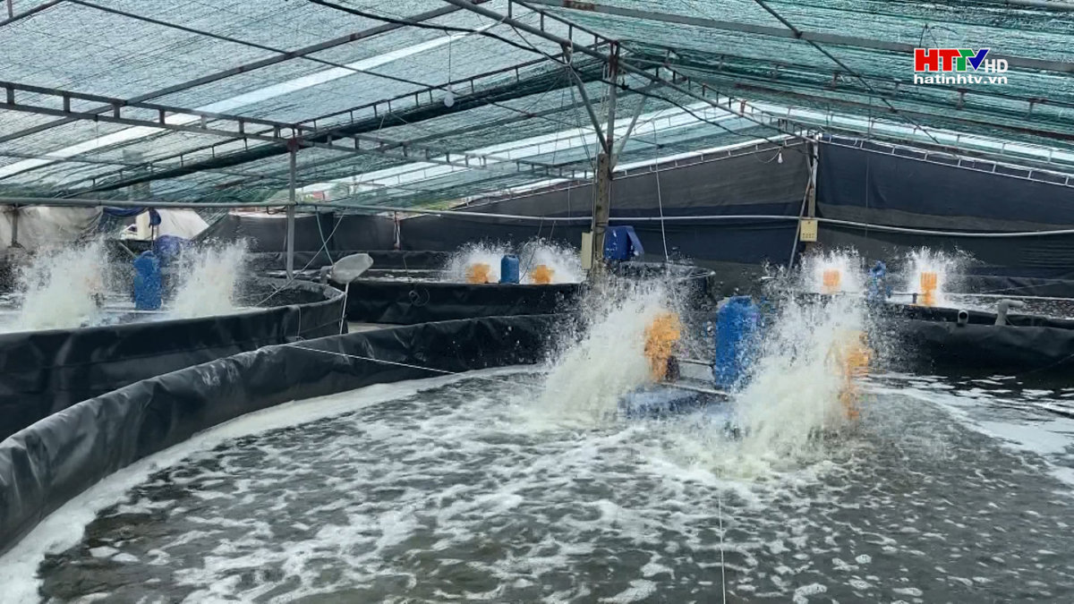 Giá trị nuôi trồng thủy sản đạt 992 tỷ đồng