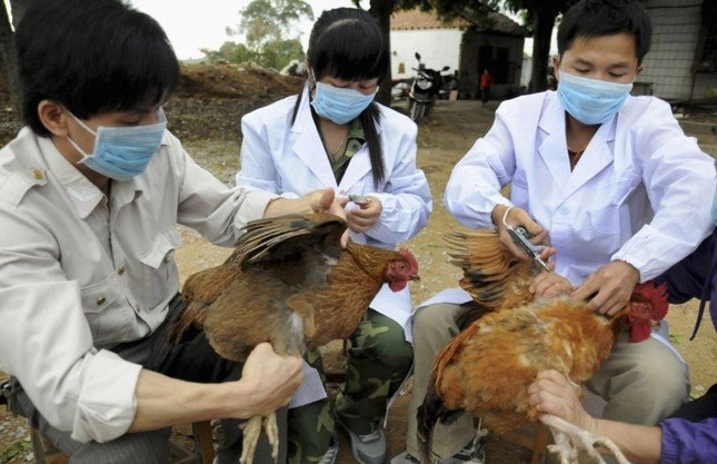 Phát hiện cúm A/H5N1 gây chết người, ‘khóa chặt’ vận chuyển trái phép qua biên giới