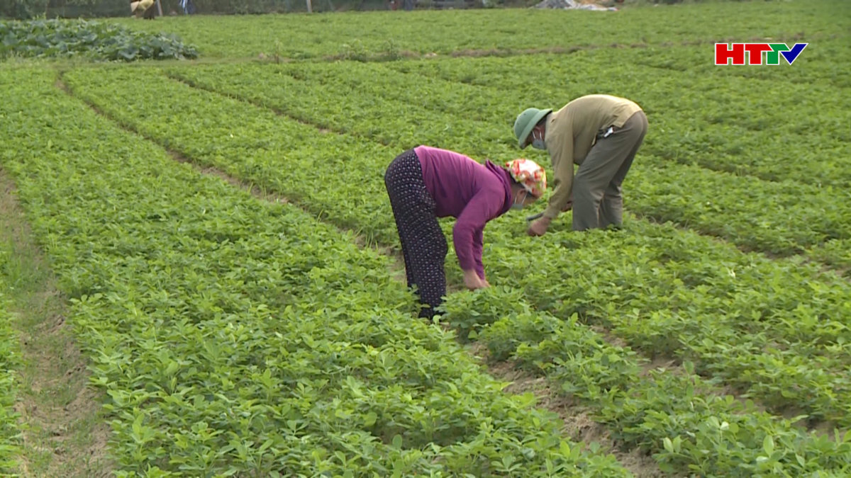 Theo dõi phát hiện sớm bện trên lạc xuân